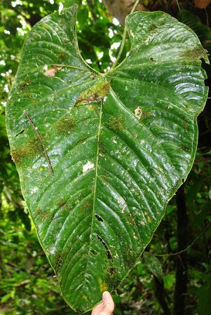 Pictured in Panama Image Copyright © 2011 by Lars Nauheimer