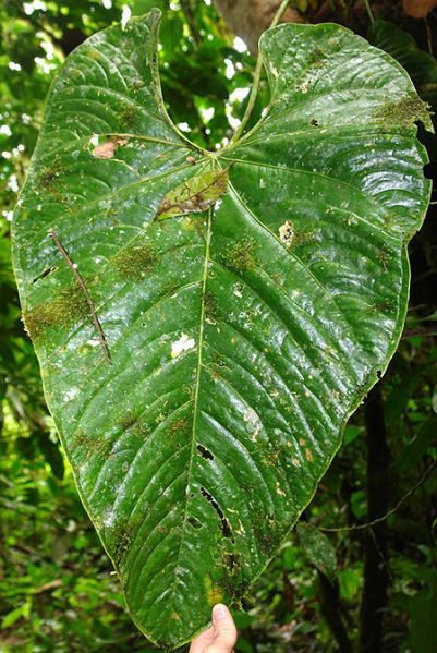 文件:AnthformosumLN 03.jpg