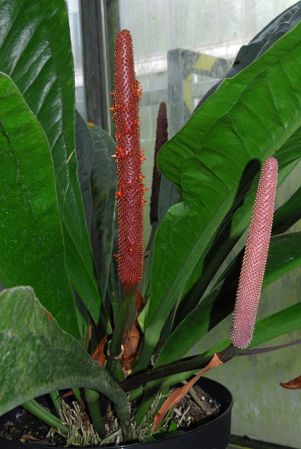 Pictured at the Botanischer Garten Wilhelma (Stuttgart, Germany) Image Copyright © 2013 by David Scherberich