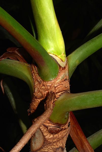 文件:PhilobrasilienseM 04.jpg