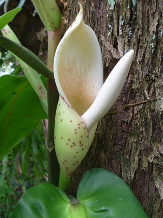 Image Copyright © 2010 by Michael Pascall