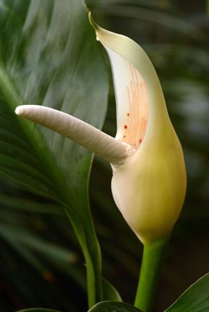 Croat 105592 from Napo, Ecuador, pictured at the Jardin Botanique de Lyon (France) Image Copyright © 2019 by David Scherberich