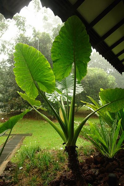 文件:AlocmacrorrhizosLN.jpg
