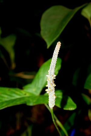 LN006-7-8, pictured in Ecuador Image Copyright © 2011 by Lars Nauheimer