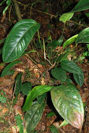 Croat 103981, pictured in Valle del Cauca, Colombia Image Copyright © 2013 by David Scherberich