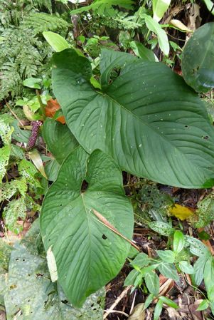 Pictured in Siquirres, Limon, Costa Rica Image Copyright © 2016 by Bruce Dunstan