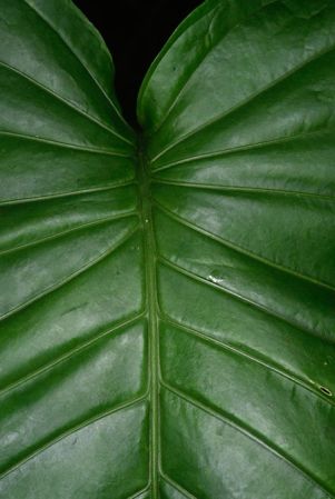 Pictured in Costa Rica Image Copyright © 2019 by Fred Muller