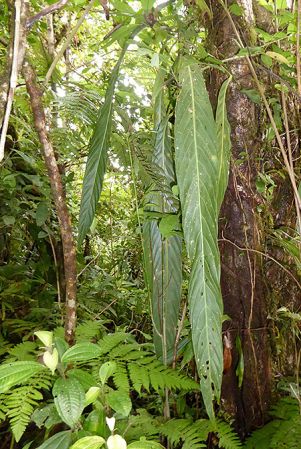 Pictured in Fortuna, Chiriqui (Panama) Image Copyright © 2016 by Bruce Dunstan