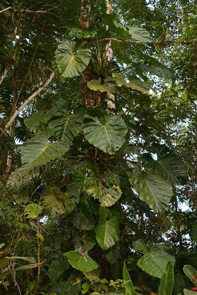 文件:Philoatratum 02.jpg