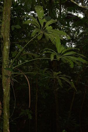 Pictured in Yasuni National Park (Orellana, Ecuador) Image Copyright © 2015 by David Scherberich