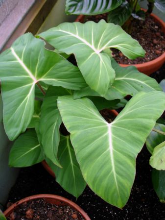 Pictured in the Botanischer Garten München (Germany) Image Copyright © 2006 by David Scherberich