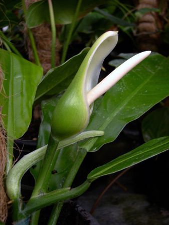 Pictured at the Jardin Botanique de Lyon (France) Image Copyright © 2006 by David Scherberich