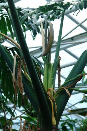 Pictured in the Botanischer Garten München (Germany) Image Copyright © 2011 by Lars Nauheimer