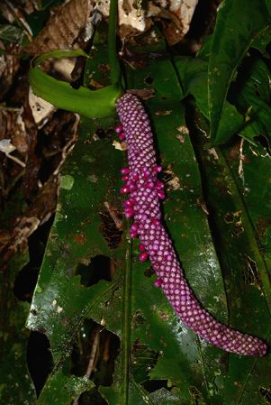 Croat 106084 pictured in Timburi Cocha Research Station (Orellana, Ecuador) Image Copyright © 2015 by David Scherberich