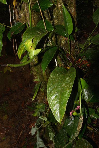 文件:AnthmicheliiCroat 15.jpg