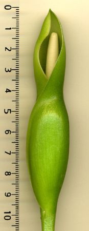 PB03-579 from French Guiana, pictured at the Jardin Botanique de Lyon (France) Image Copyright © 2006 by David Scherberich