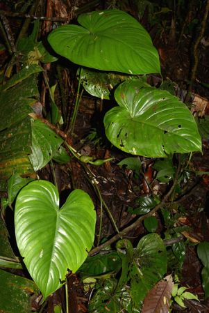 Croat 105588 pictured in Misahualli, Napo/Ecuador Image Copyright © 2015 by David Scherberich