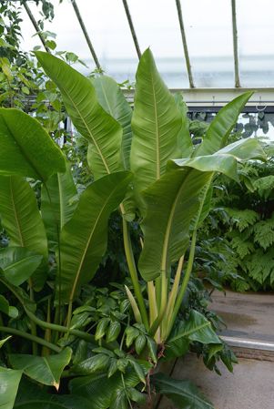 Pictured in Royal Botanic Gardens, Kew Image Copyright © 2015 by David Scherberich