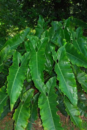 Pictured at the Fairchild Tropical Botanic Garden Image Copyright © 2012 by David Scherberich