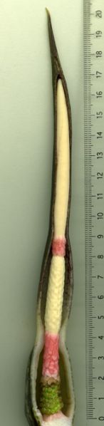 文件:Alocbrancifolia 05.jpg
