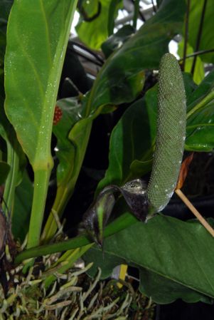 Pictured in the Botanischer Garten der Philipps-Universität Marburg (Germany) Image Copyright © 2011 by David Scherberich