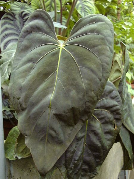 文件:Anthdresslerincy 01.jpg