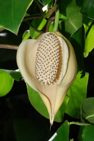 Pictured at the Fairchild Tropical Botanic Garden Image Copyright © 2012 by David Scherberich