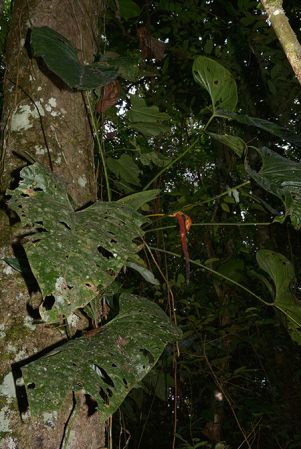 Croat 105833 pictured in Yasuni National Park (Orellana, Ecuador) Image Copyright © 2015 by David Scherberich