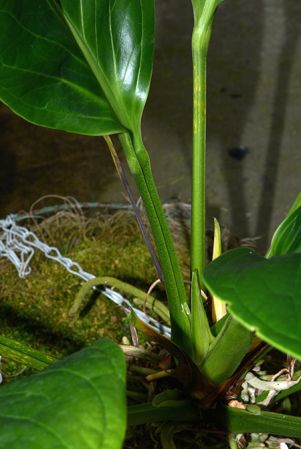 Croat 36601 from Turrialba/Costa Rica, pictured in Royal Botanic Gardens, Kew Image Copyright © 2015 by David Scherberich