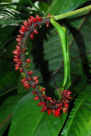 Pictured in the Botanischer Garten der Philipps-Universität Marburg (Germany) Image Copyright © 2011 by David Scherberich