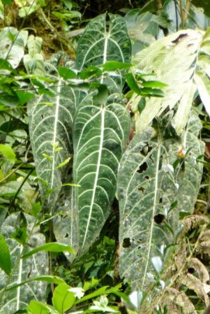 Pictured in Chocó, Colombia Image Copyright © 2015 by Bruce Dunstan