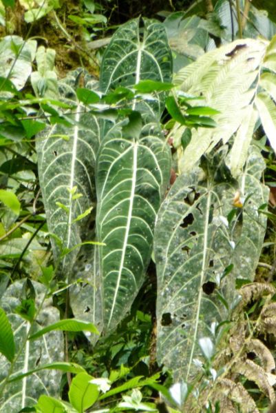 文件:AnthwarocqueanumBD 02.jpg