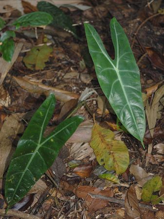 Pictured in Peninsular Malaysia: Perak Image Copyright © 2008 by David Scherberich