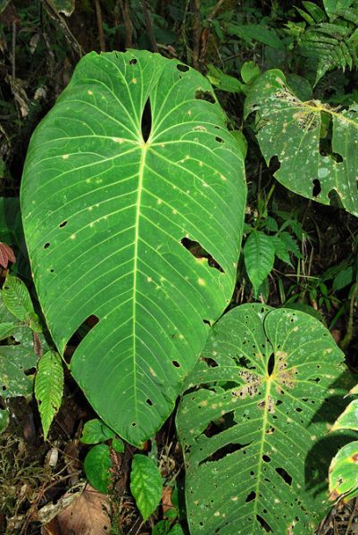 文件:AnthwaterburyanumCroat104467 01.jpg