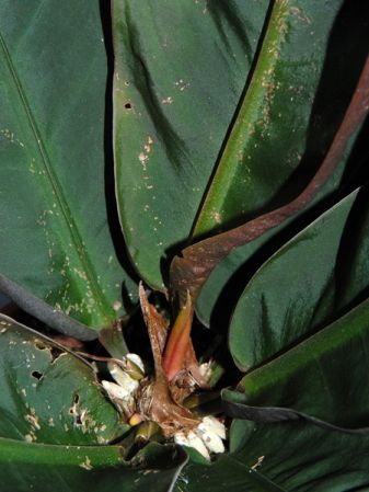 Pictured at the Jardin Botanique du Montet (Nancy, France) Images Copyright © 2008 by David Scherberich