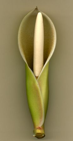 Pictured at the Jardin Botanique de Lyon (France) Image Copyright © 2005 by David Scherberich