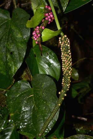 Croat 105555 pictured near Mera (Pastaza, Ecuador) Image Copyright © 2015 by David Scherberich