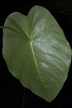 Pictured in Huanuco, Peru Image Copyright © 2020 by Fred Muller