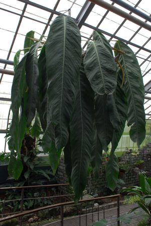 Pictured at the Jardin botanique de Montréal (Canada) Image Copyright © 2013 by David Scherberich