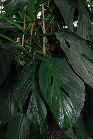 From Costa Rica, pictured at the Biodôme de Montréal - Botanical Garden Image Copyright © 2013 by David Scherberich
