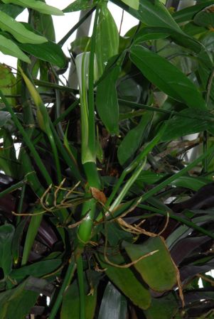 Pictured in the Botanischer Garten der Universitat Göttingen (Germany) Image Copyright © 2011 by David Scherberich