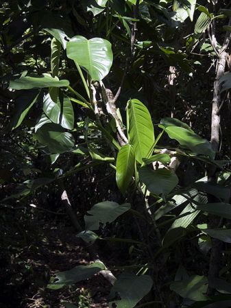 Pictured in Guadeloupe: Basse-Terre Image Copyright © 2007 by David Scherberich