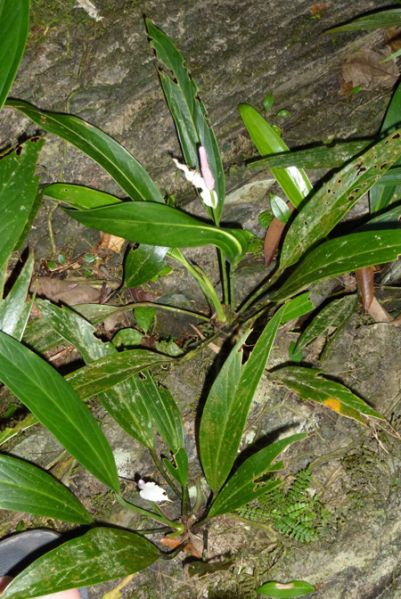 文件:AnthantioquienseBD 02.jpg