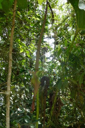 Pictured in Risaralda, Colombia Image Copyright © 2015 by Bruce Dunstan
