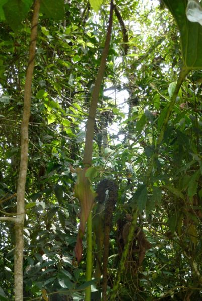 文件:AnthdecipiensBD 02.jpg