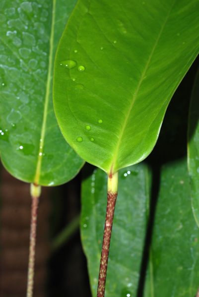 文件:Anthmaculosum 01.jpg