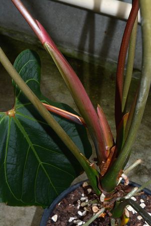 Pictured in Royal Botanic Gardens, Kew Image Copyright © 2015 by David Scherberich