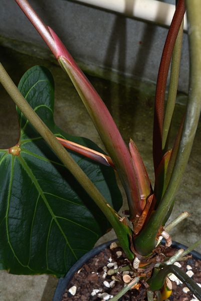 文件:Anthobtusilobum 04.jpg