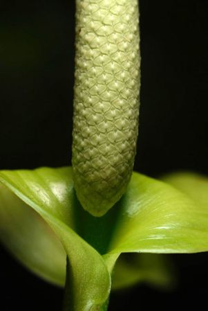 Pictured in Costa Rica Image Copyright © 2019 by Fred Muller