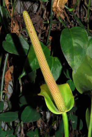 Pictured at the Jardín Botánico San Jorge (Ibagué, Colombia) Image Copyright © 2013 by David Scherberich